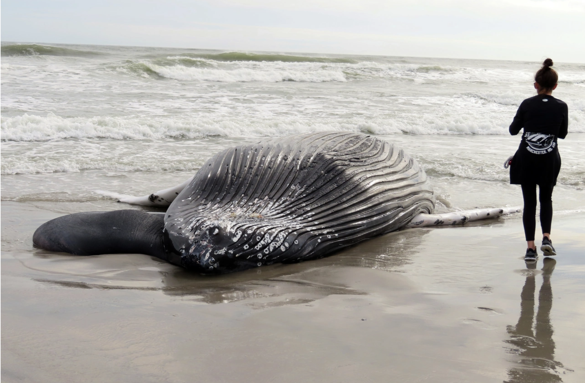 Beached humpback whale
